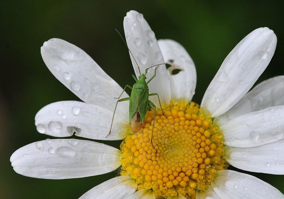 La vita in un fiore: terza parte